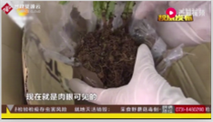 長沙郵局截獲了六株<em>未經(jīng)</em>檢疫，帶有境外昆蟲<em>的</em>活體植物
