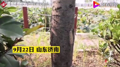 美國白蛾瘋狂！濟南多路段林木樹葉被“啃光”
