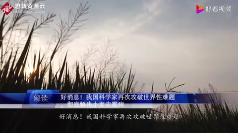 好消息！我國科學(xué)攻克世界性難題，徹底解決<em>小麥</em>赤霉病
