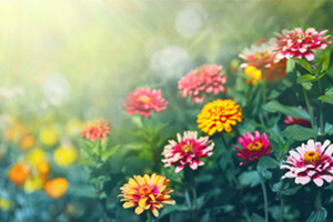 <em>植物保護</em><em>專業</em>：<em>農業</em><em>昆蟲學</em>、<em>普通</em><em>昆蟲學</em>《“蟲口奪糧”<em>的</em><em>農業</em>專家程遐年教授》<em>課程</em><em>思</em><em>政</em><em>案例</em>