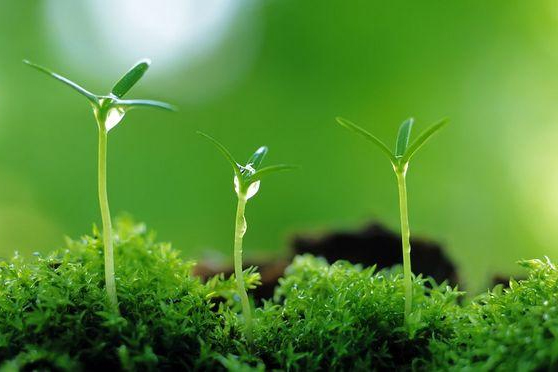 植物保護專業：普通昆蟲學(昆蟲有益的方面)、昆蟲分類學(鱗翅目蠶蛾科)《“非典”期間完成的家蠶基因組框架圖》<em>課程</em><em>思</em><em>政</em><em>案例</em>