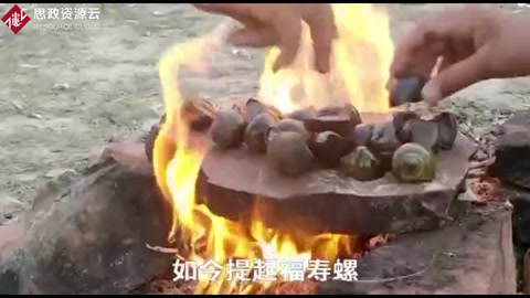 福壽螺入侵40年，吃貨拿它沒辦法！螺肉含有千條寄生蟲！