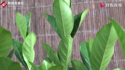<em>梔子花</em>葉子得了嚴重的黃化病,這樣處理,才能徹底恢復
