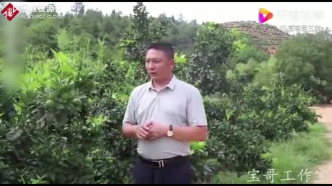 柑橘黃龍病