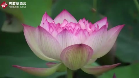 <em>中國(guó)</em><em>十</em><em>大名</em>花之荷花欣賞