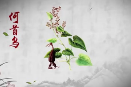 弘揚(yáng)<em>中醫(yī)藥</em><em>文化</em>,傳播<em>中醫(yī)藥</em>知識(shí)：中華<em>本草</em>-何首烏