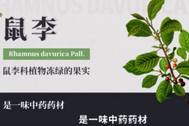 弘揚(yáng)<em>中醫(yī)藥</em><em>文化</em>,傳播<em>中醫(yī)藥</em>知識(shí)：中華<em>本草</em>-鼠李