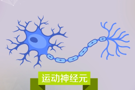 <em>科普</em><em>中國(guó)</em>·<em>科學(xué)</em><em>百科</em>：運(yùn)動(dòng)神經(jīng)元