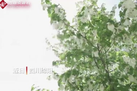 四川平武萬余畝野生珙桐<em>花</em>競相綻放