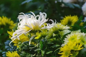 菊科菊<em>屬</em><em>植物</em>—菊花