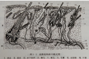 皮膚結構<em>的</em>半<em>模式</em><em>圖</em>