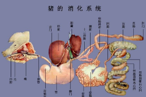 牛頭縱<em>剖面</em>