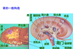 <em>腎</em><em>的</em>一般構造