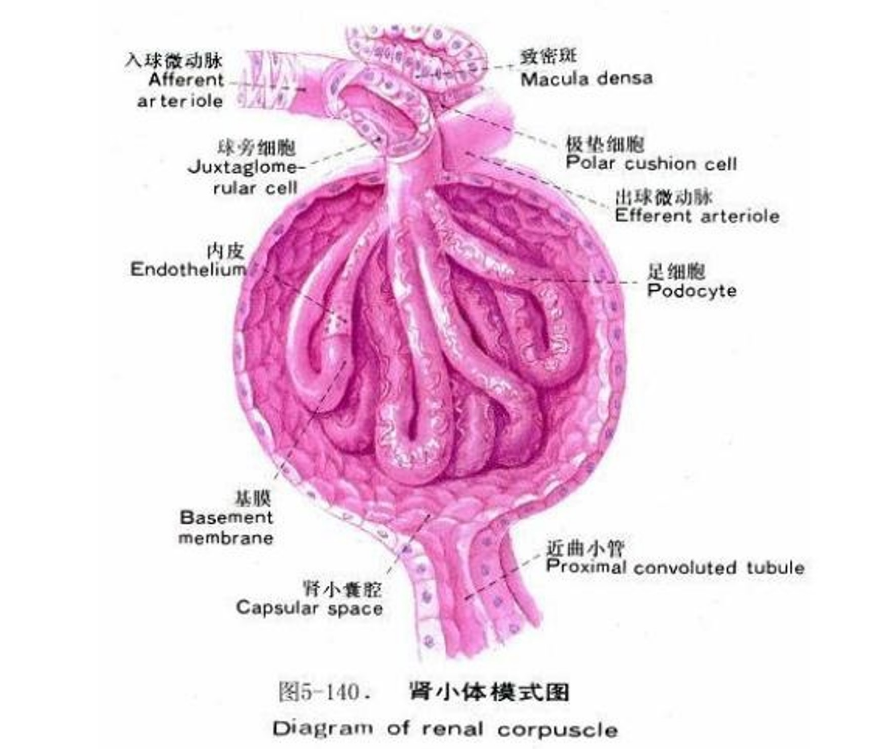 <em>腎</em>小體模式圖