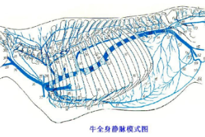 <em>牛</em>全身經(jīng)脈模式<em>圖</em>