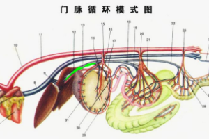 門脈循環模式圖