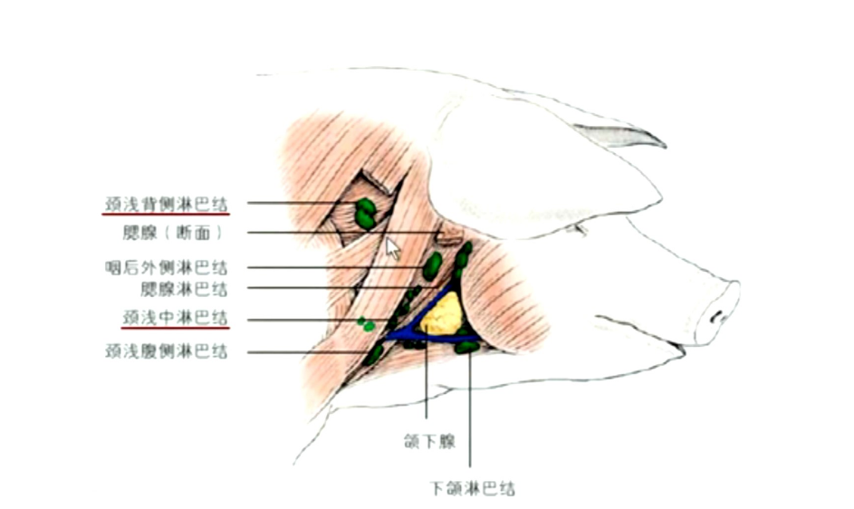 豬體頸部<em>主要</em><em>淋巴結(jié)</em>