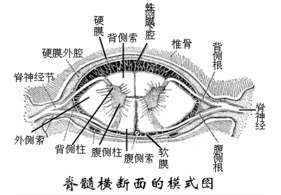 <em>脊髓</em>橫截?cái)嗝娴?lt;em>模式</em><em>圖</em>