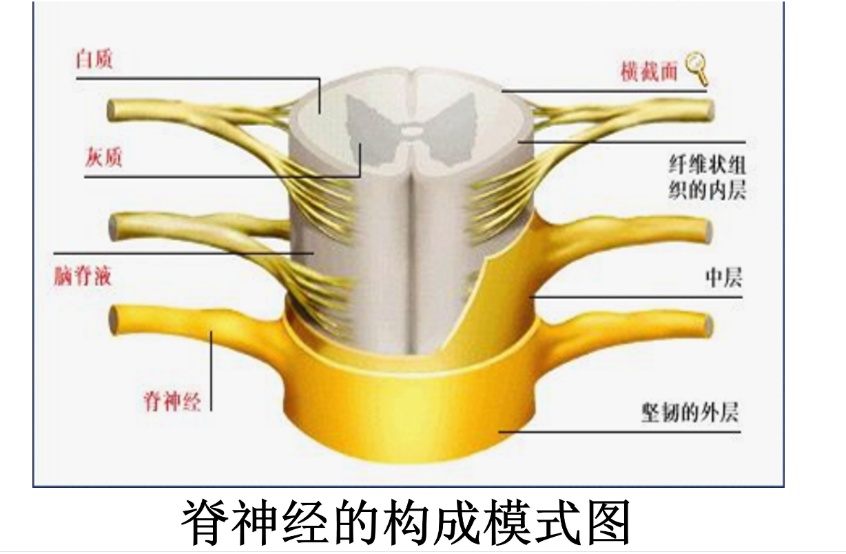 脊神經<em>的</em>構成模式<em>圖</em>