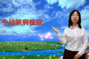 <em>微</em><em>課</em>：畜牧獸醫(yī)專業(yè)《<em>動(dòng)物</em>傳染病—牛結(jié)核病<em>檢疫</em>技術(shù)》