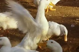 <em>肉</em><em>鴨</em>飼養技術