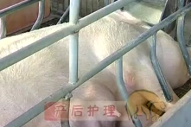 <em>豬</em><em>的</em>產后<em>管理</em>技術