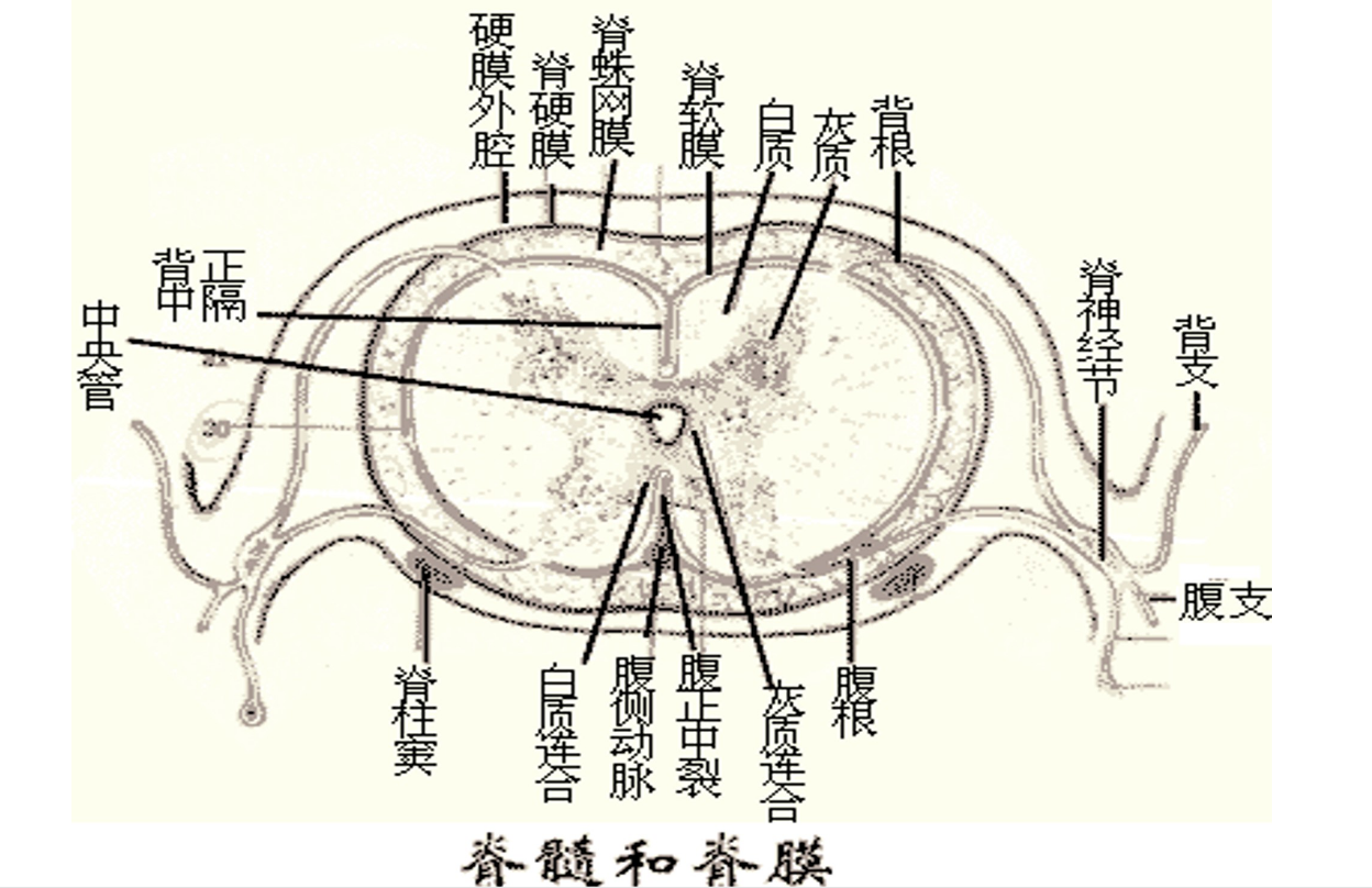 脊髓和脊<em>膜</em>