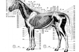 首個(gè)中<em>獸醫(yī)</em>針灸國(guó)家標(biāo)準(zhǔn)誕生