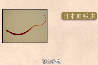 帶您了解復(fù)殖目裂體科動物<em>日本</em>血吸蟲