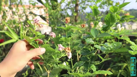 <em>茉莉</em>花大面積黃葉了，最有可能的是這2個(gè)原因，太準(zhǔn)了