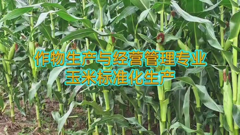 <em>作物</em><em>生產(chǎn)</em><em>與</em><em>經(jīng)營管理</em><em>專業(yè)</em>：《玉米<em>標準化</em><em>生產(chǎn)</em>—選用良種》