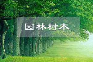 園林技術(shù)專(zhuān)業(yè)：《園林樹(shù)木—“匠心澆筑園林，守護(hù)綠水青山”》課程思政案例