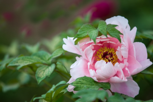 <em>園林</em><em>工程技術(shù)</em>、<em>園林</em>技術(shù)<em>專業(yè)</em>：《<em>園林</em><em>花卉</em>—露地宿根<em>花卉</em>—牡丹》<em>課程</em><em>思</em><em>政</em><em>課堂教學(xué)</em><em>設(shè)計</em>