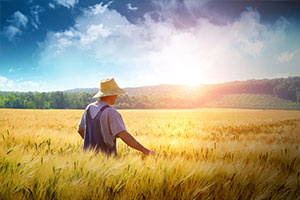 <em>飼草</em><em>生產技術</em><em>專業</em>：《<em>植物</em><em>生理學</em>—<em>植物</em>的水分代謝》<em>課程</em><em>思</em><em>政</em>案例