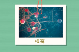 <em>原來</em>根霉<em>長</em><em>這樣</em>