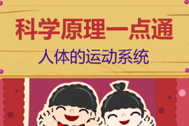 人體的運動系統