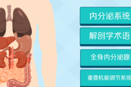 一分鐘了解內分泌系統