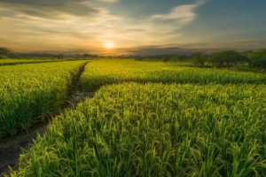 <em>課程標準</em>：<em>生態</em><em>農業技術</em>、<em>現代</em><em>農業技術</em><em>專業</em>《農作物栽培技術》<em>課程標準</em>