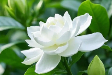 梔子花養(yǎng)護(hù)<em>小</em><em>技巧</em>