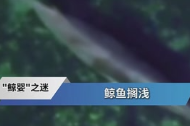 海洋魚類冷知識：走近小鳁鯨胚胎身世之謎