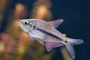 現代<em>水產</em><em>養殖</em>技術專業：《<em>魚類</em><em>學</em>—<em>魚類</em><em>的</em>外部形態與內部構造》<em>課程</em><em>思</em>政教學<em>案例</em>
