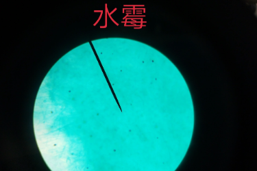 水霉——水霉科的一類水生<em>真菌</em>