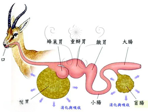 反芻<em>動物</em>