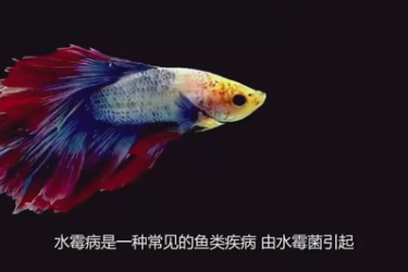 <em>水</em>霉病對<em>魚</em><em>的</em>影響