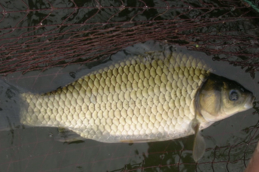 湘云鯽——脊索動(dòng)物門硬骨魚綱的一種三倍體鯽魚