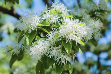 <em>園林植物</em>——流蘇花